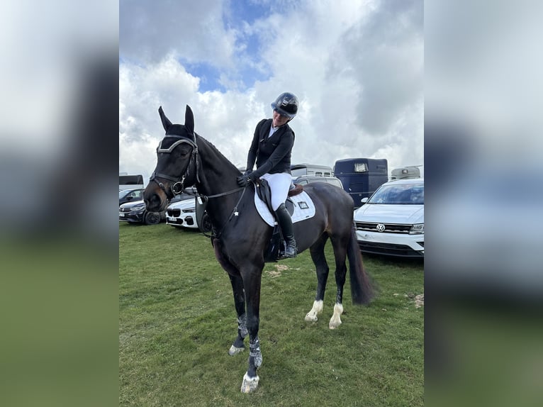 Zangersheide Merrie 6 Jaar 172 cm Zwartbruin in Hückeswagen