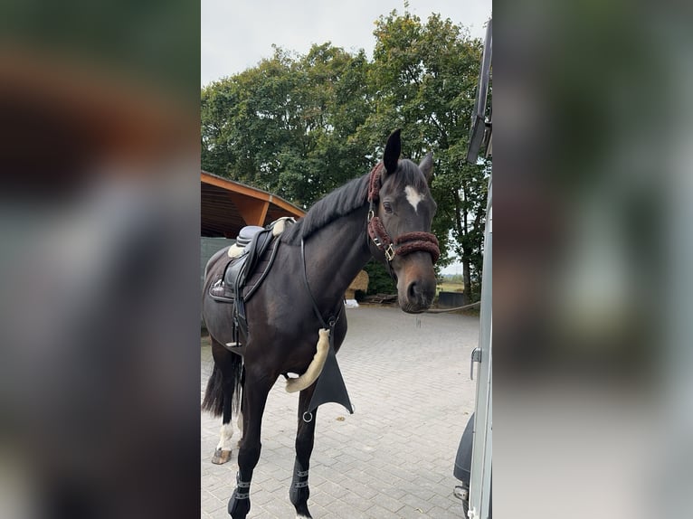 Zangersheide Merrie 6 Jaar 172 cm Zwartbruin in Hückeswagen