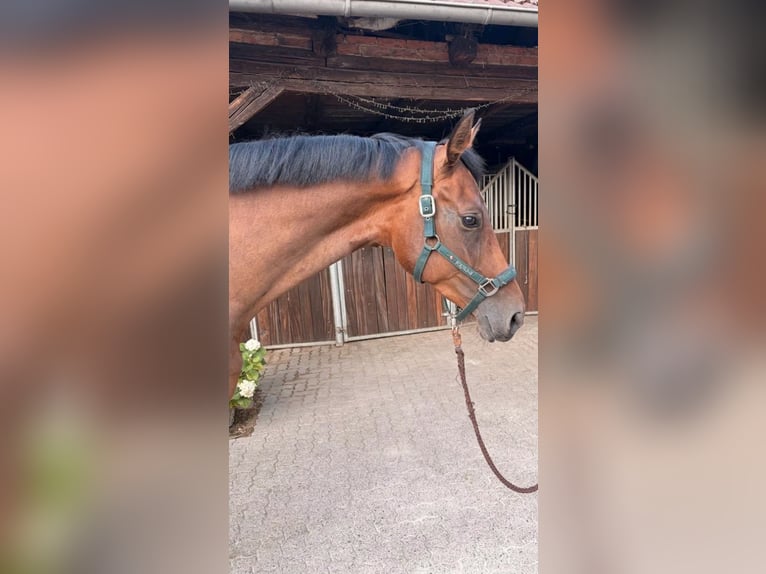 Zangersheide Merrie 6 Jaar 175 cm  in Hohenhameln