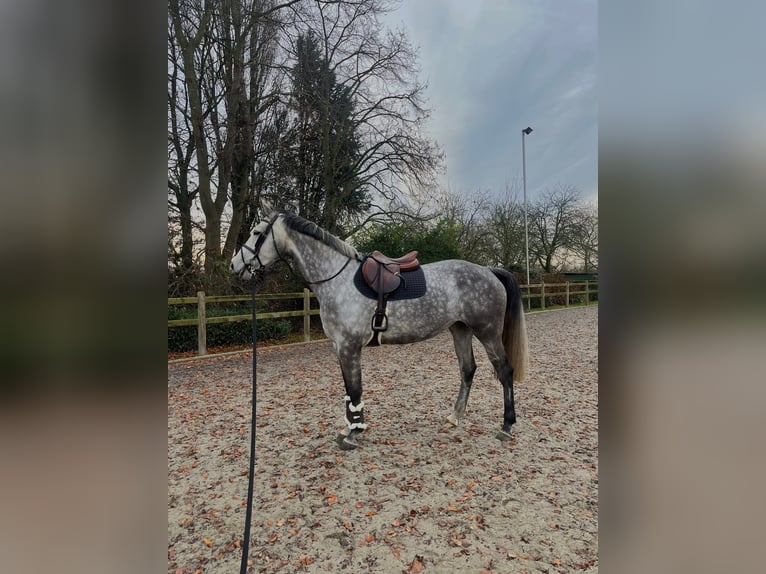 Zangersheide Mix Merrie 6 Jaar 177 cm Appelschimmel in Bornem