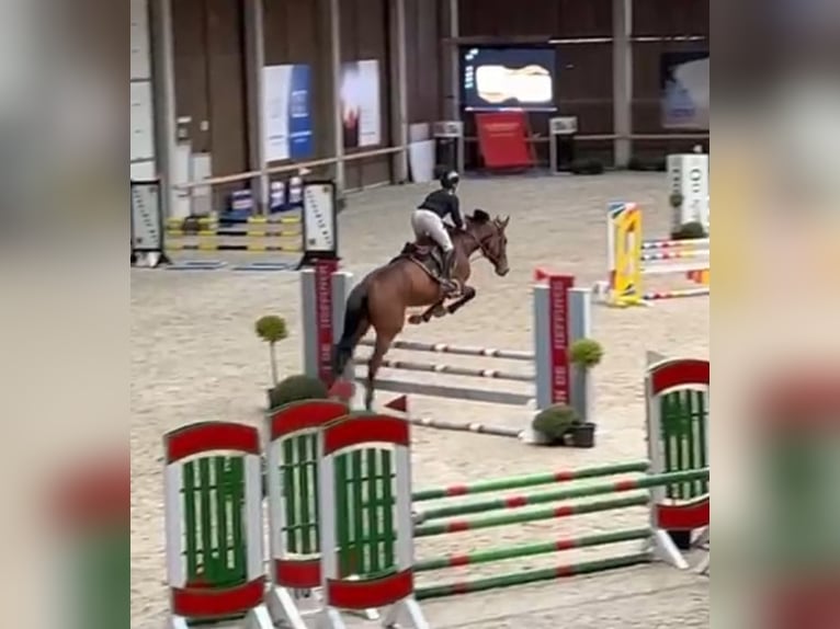 Zangersheide Merrie 6 Jaar 178 cm Donkerbruin in Hechtel eksel