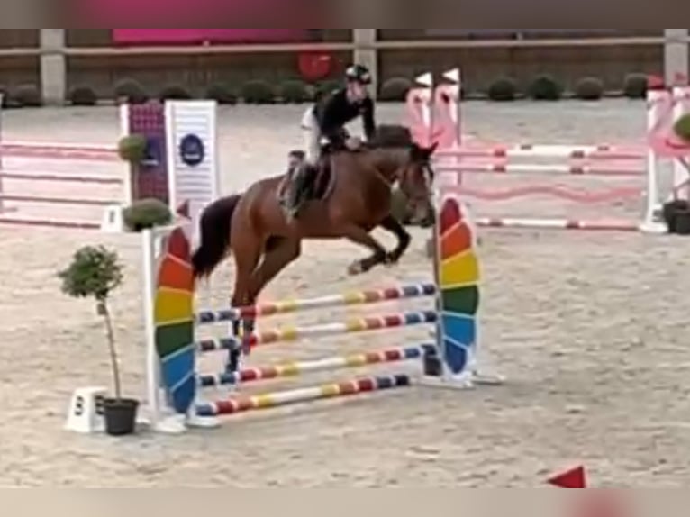 Zangersheide Merrie 6 Jaar 178 cm Donkerbruin in Hechtel eksel