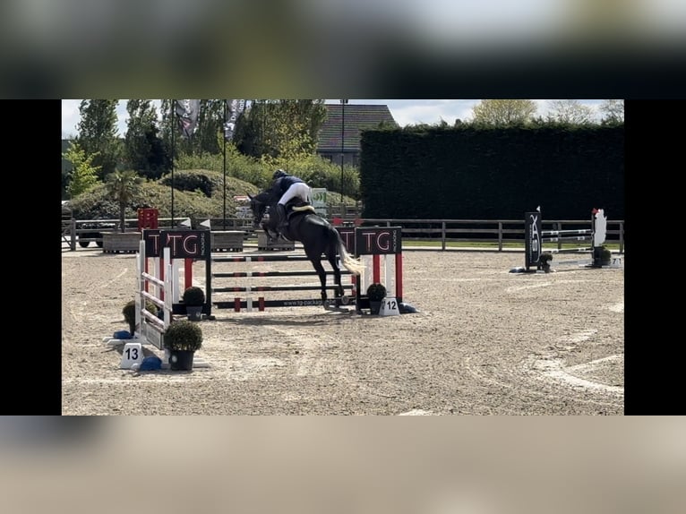 Zangersheide Merrie 6 Jaar 180 cm Schimmel in Edingen