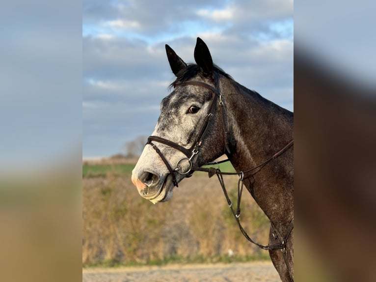 Zangersheide Merrie 6 Jaar 180 cm Schimmel in Edingen