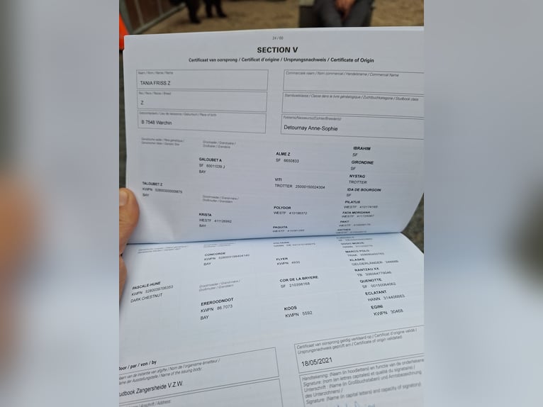 Zangersheide Merrie 6 Jaar Bruin in Templeuve