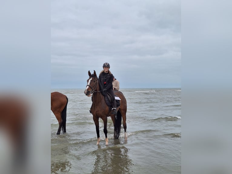 Zangersheide Merrie 6 Jaar Bruin in Templeuve