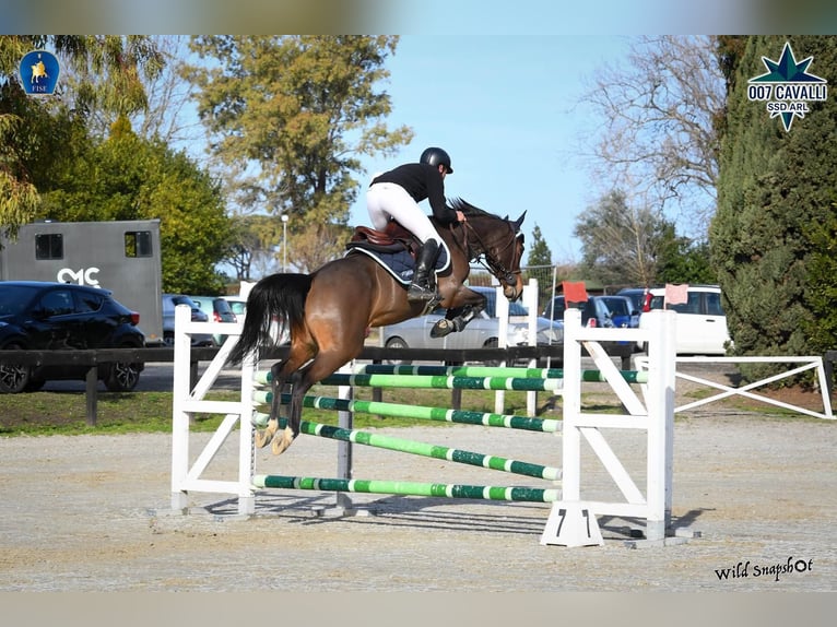 Zangersheide Merrie 7 Jaar 155 cm Bruin in Torrita Tiberina