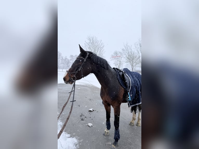 Zangersheide Merrie 7 Jaar 160 cm Donkerbruin in Steinhagen