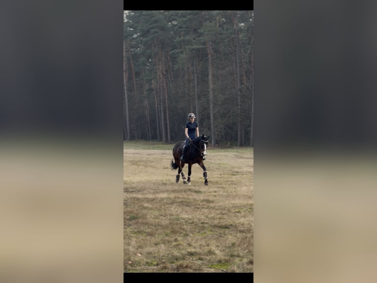 Zangersheide Merrie 7 Jaar 160 cm Donkerbruin in Steinhagen