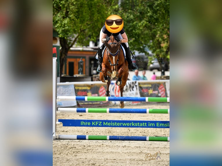 Zangersheide Merrie 7 Jaar 160 cm Vos in Lähden