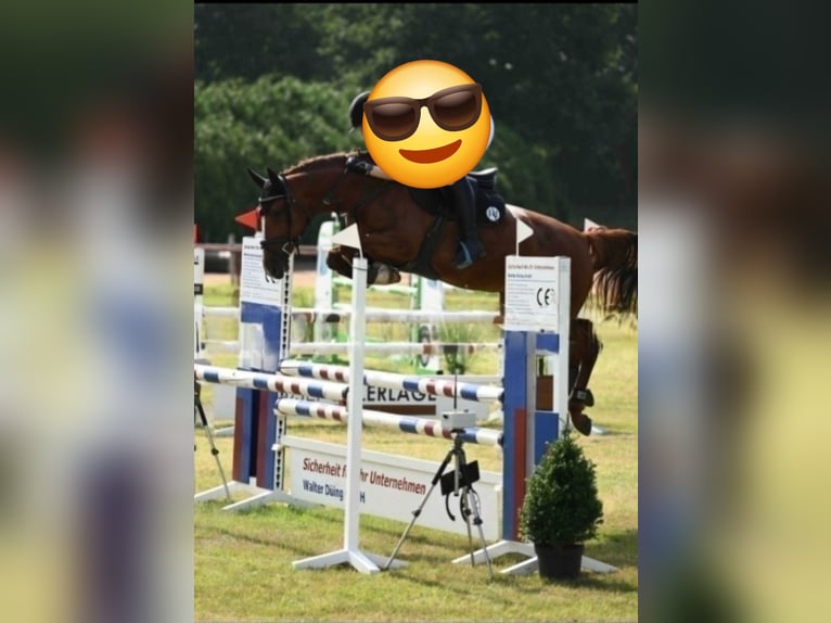 Zangersheide Merrie 7 Jaar 160 cm Vos in Lähden