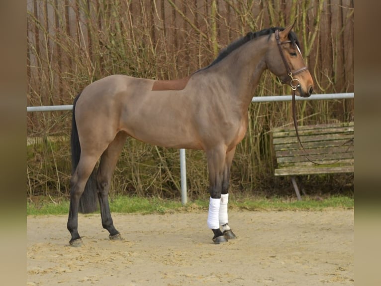 Zangersheide Merrie 7 Jaar 162 cm Bruin in Geilenkirchen