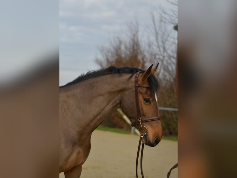 Zangersheide Merrie 7 Jaar 162 cm Bruin in Geilenkirchen