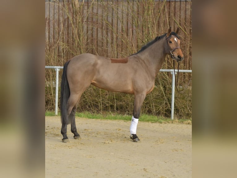 Zangersheide Merrie 7 Jaar 162 cm Bruin in Geilenkirchen