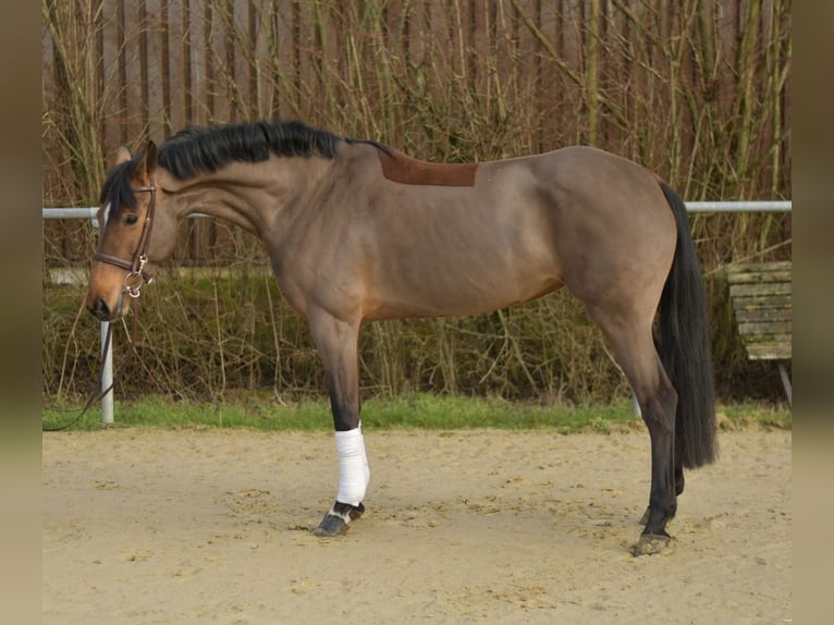 Zangersheide Merrie 7 Jaar 162 cm Bruin in Geilenkirchen