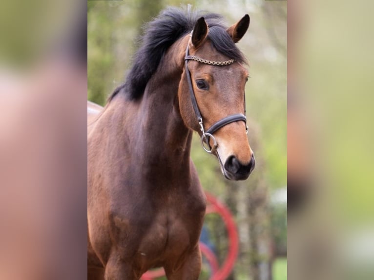 Zangersheide Merrie 7 Jaar 163 cm Bruin in Lilienthal