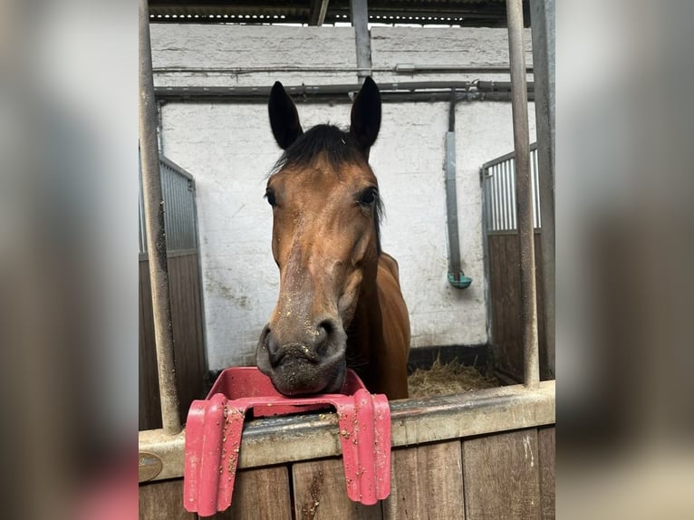 Zangersheide Merrie 7 Jaar 163 cm Bruin in Lilienthal