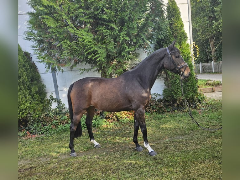 Zangersheide Merrie 7 Jaar 163 cm Bruin in Löbnitz