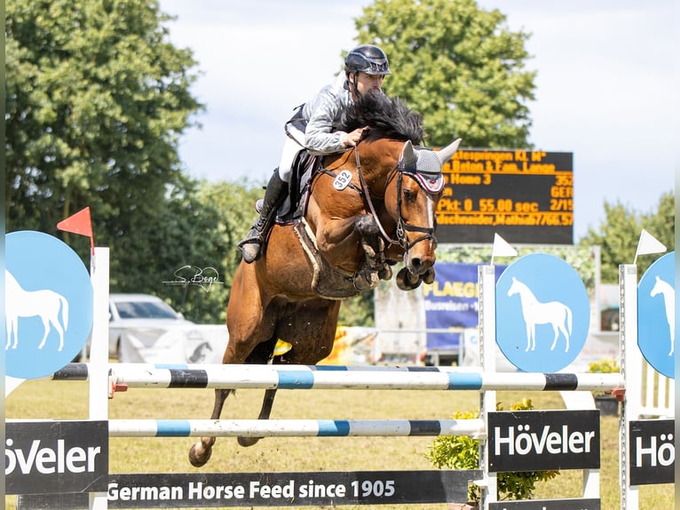 Zangersheide Merrie 7 Jaar 164 cm Bruin in Lübeck