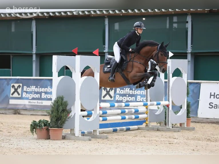 Zangersheide Merrie 7 Jaar 164 cm Bruin in Schwäbisch Hall