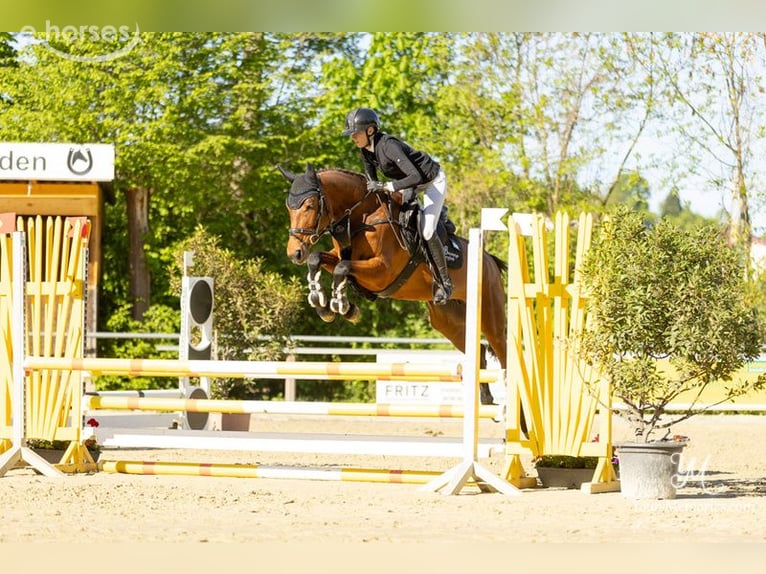 Zangersheide Merrie 7 Jaar 164 cm Bruin in Schwäbisch Hall