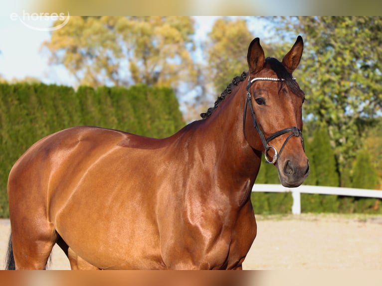 Zangersheide Merrie 7 Jaar 164 cm Bruin in Schwäbisch Hall