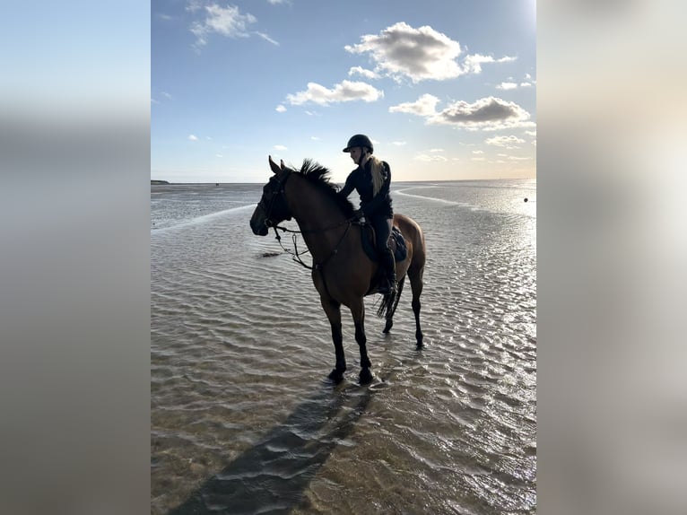Zangersheide Merrie 7 Jaar 164 cm  in Winsen (Aller)