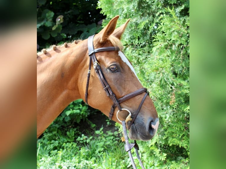 Zangersheide Merrie 7 Jaar 164 cm Vos in Haan