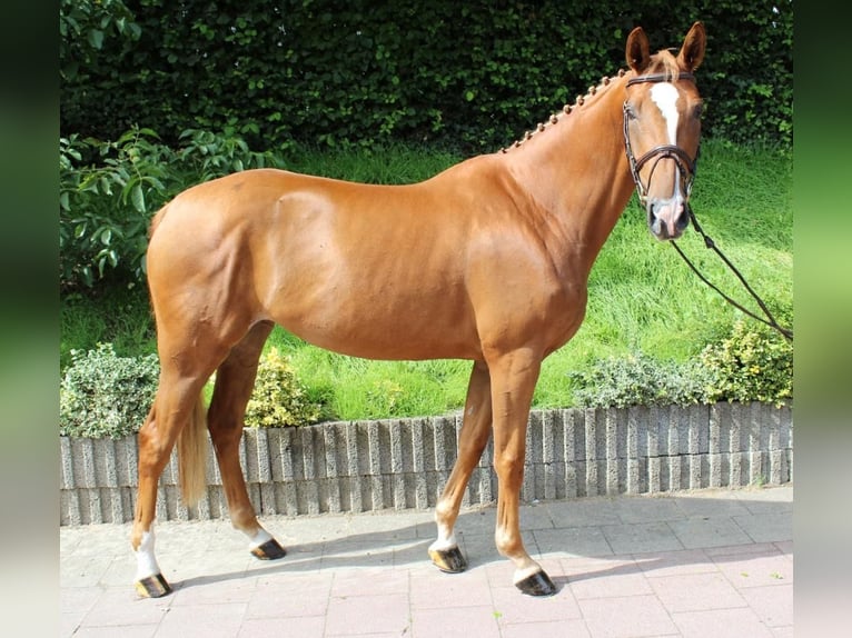 Zangersheide Merrie 7 Jaar 164 cm Vos in Haan