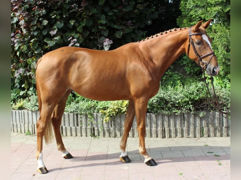 Zangersheide Merrie 7 Jaar 164 cm Vos in Haan