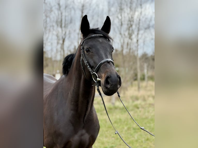 Zangersheide Merrie 7 Jaar 164 cm Zwartbruin in Więckowy