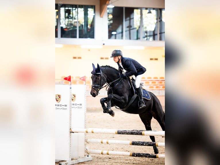 Zangersheide Merrie 7 Jaar 164 cm Zwartbruin in Więckowy