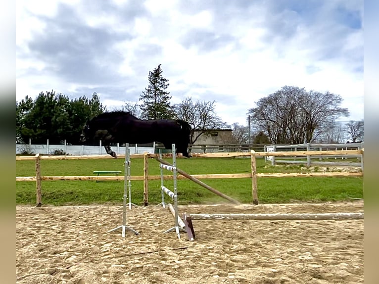 Zangersheide Merrie 7 Jaar 164 cm Zwartbruin in Więckowy