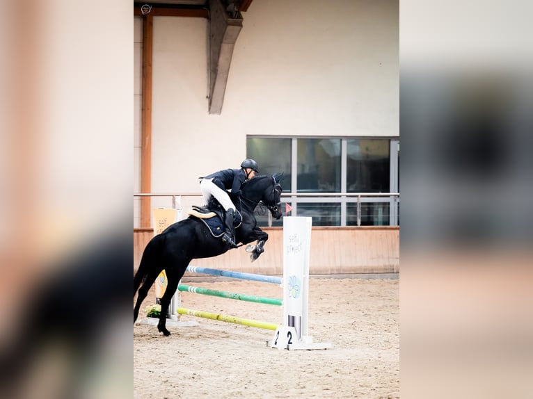 Zangersheide Merrie 7 Jaar 164 cm Zwartbruin in Więckowy
