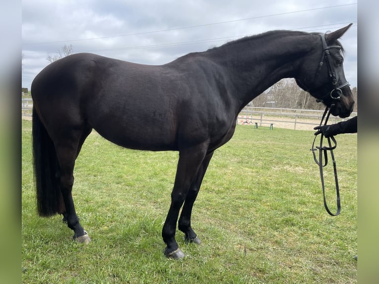 Zangersheide Merrie 7 Jaar 164 cm Zwartbruin in Więckowy