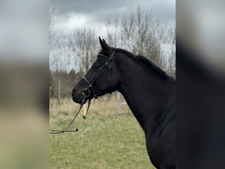 Zangersheide Merrie 7 Jaar 164 cm Zwartbruin in Więckowy
