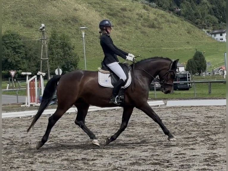 Zangersheide Merrie 7 Jaar 165 cm Donkerbruin in Sankt Peter am Kammersberg