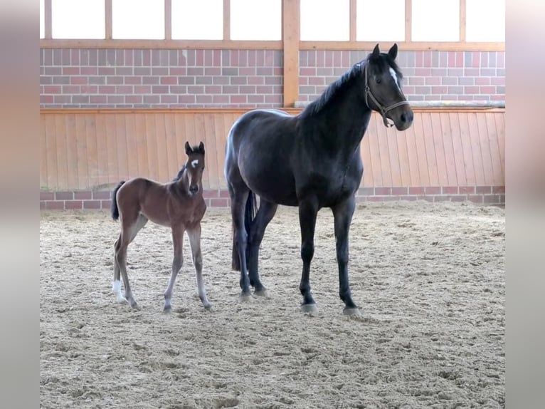 Zangersheide Merrie 7 Jaar 165 cm Donkerbruin in Emstek