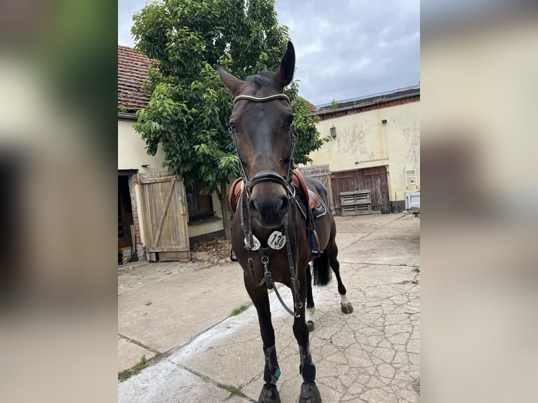 Zangersheide Merrie 7 Jaar 165 cm Donkerbruin in Pritzwalk