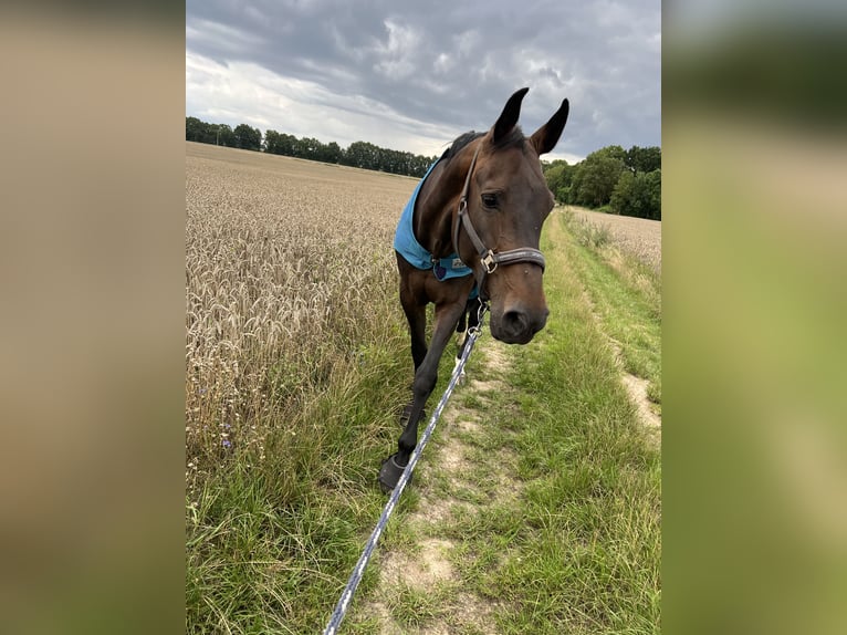Zangersheide Merrie 7 Jaar 165 cm Donkerbruin in Pritzwalk