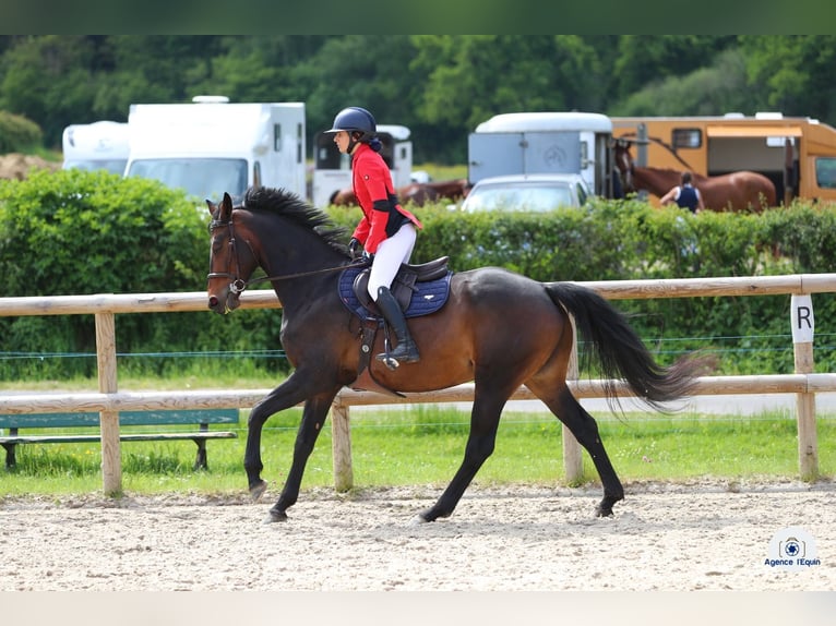 Zangersheide Merrie 7 Jaar 165 cm in Passy