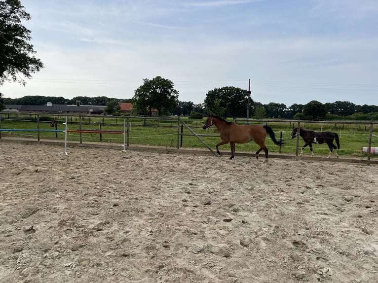 Zangersheide Merrie 7 Jaar 165 cm Lichtbruin in Laren