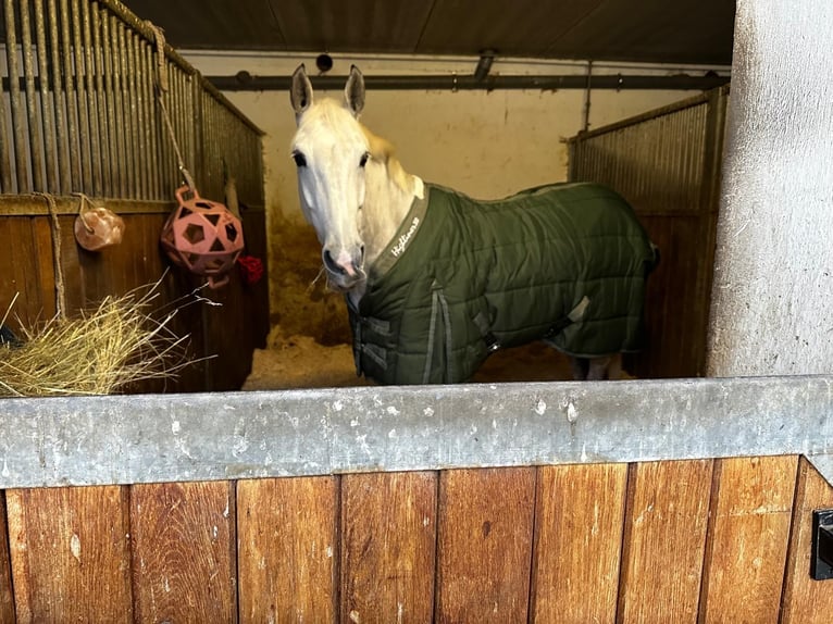 Zangersheide Merrie 7 Jaar 165 cm Schimmel in Prague