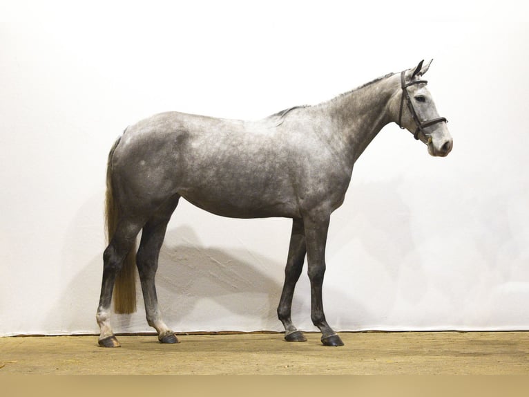 Zangersheide Merrie 7 Jaar 165 cm in Waddinxveen