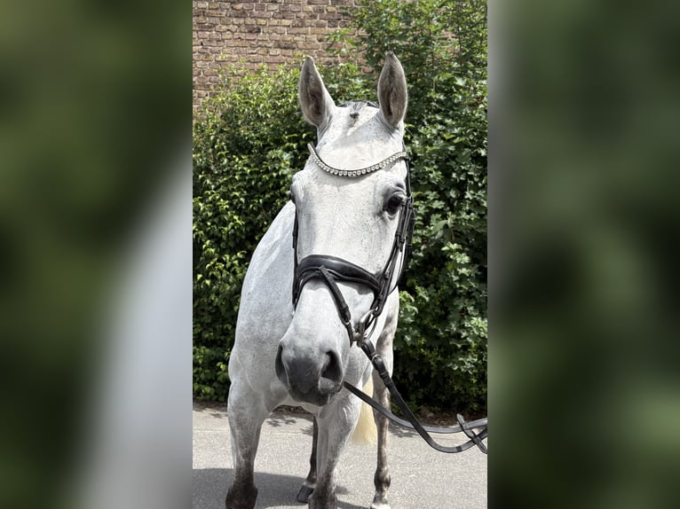 Zangersheide Merrie 7 Jaar 166 cm Appelschimmel in Niederkassel