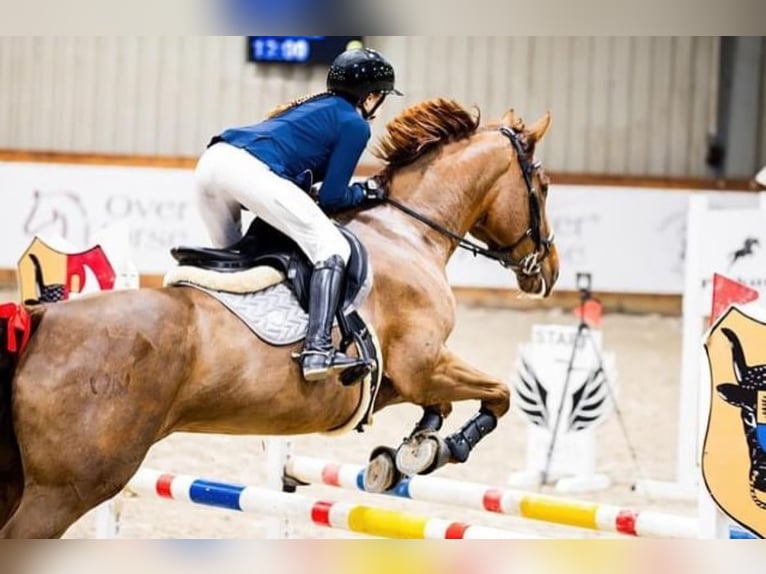 Zangersheide Merrie 7 Jaar 166 cm Donkere-vos in Sławica