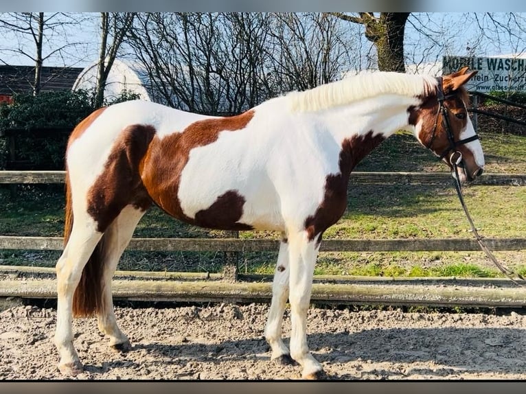 Zangersheide Merrie 7 Jaar 166 cm Gevlekt-paard in Grevenbroich