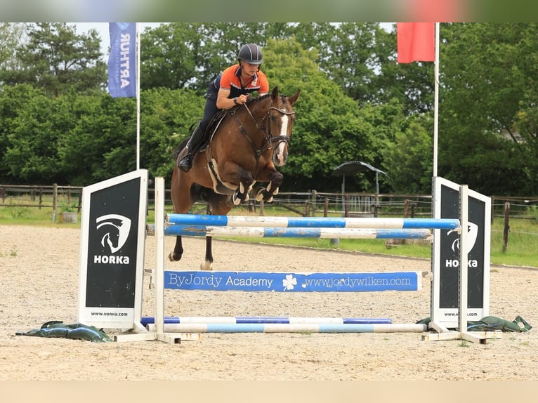 Zangersheide Merrie 7 Jaar 166 cm Gevlekt-paard in Wierden