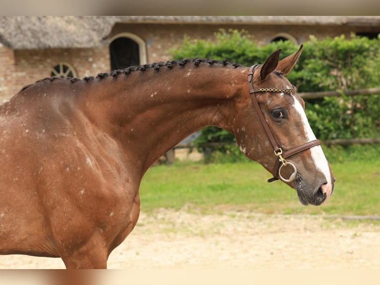 Zangersheide Merrie 7 Jaar 166 cm Gevlekt-paard in Wierden