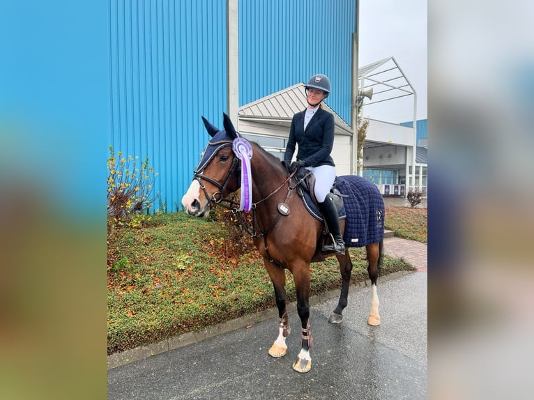 Zangersheide Merrie 7 Jaar 166 cm in skanderborg
